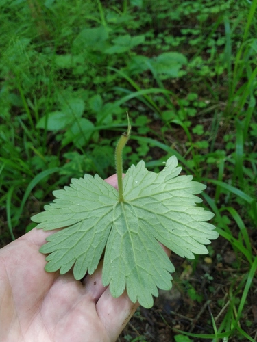 Ranunculus lanuginosus iNat (1)