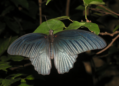 Papilio memnon agenor