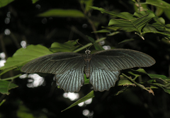 Papilio memnon agenor