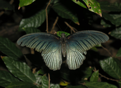 Papilio memnon agenor