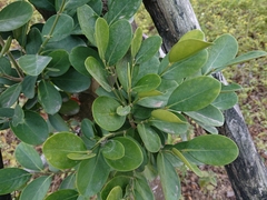 Suregada aequorea