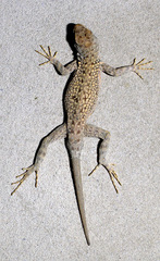 Canyon Lizard photo 1