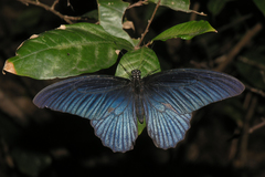 Papilio memnon agenor