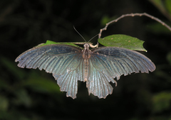 Papilio memnon agenor