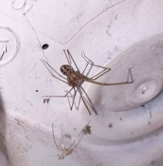 Physocyclus