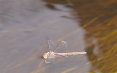 Austrocordulia refracta