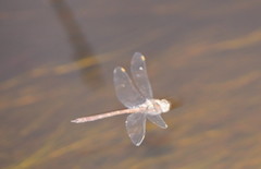 Austrocordulia refracta