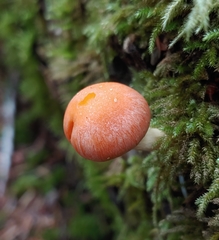 Pyrrhulomyces astragalinus