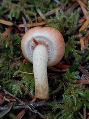 Pyrrhulomyces astragalinus