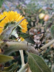 Scudderia mexicana
