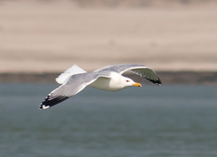 Larus fuscus