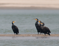 Phalacrocorax carbo