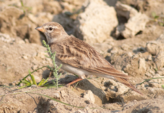 Calandrella acutirostris