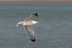 Larus fuscus