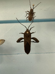 Physomerus grossipes