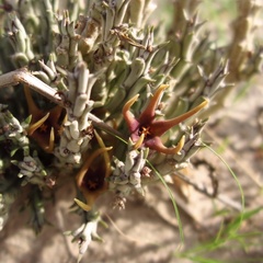 Ceropegia lugardiae image