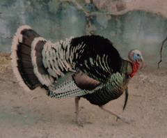 Meleagris gallopavo merriami