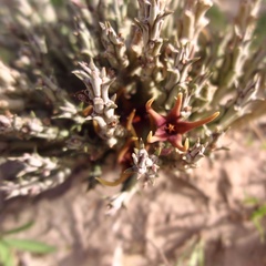 Ceropegia lugardiae image