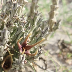 Ceropegia lugardiae image