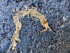 Scolopocryptops gracilis