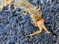 Scolopocryptops gracilis