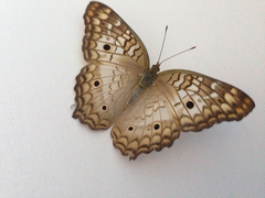Anartia jatrophae