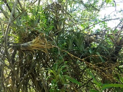 Tillandsia dasyliriifolia