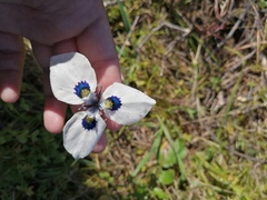 Moraea aristata