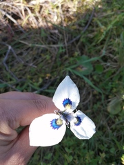 Moraea aristata
