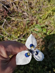 Moraea aristata