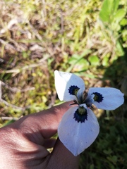 Moraea aristata
