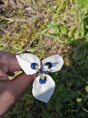 Moraea aristata