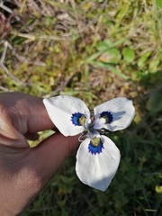 Moraea aristata