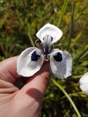 Moraea aristata