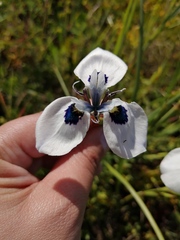 Moraea aristata
