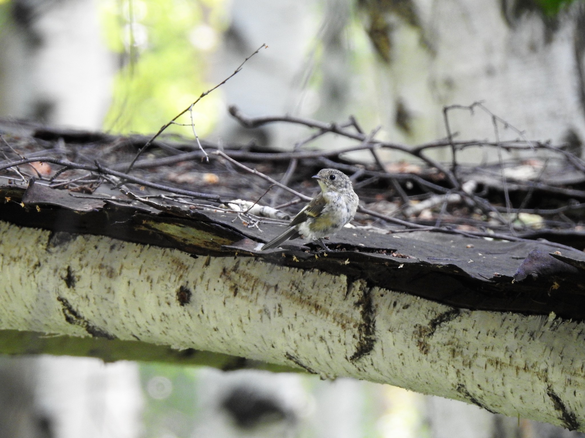 European Pied Flycatcher