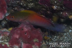 Queensland Dottyback photo 2