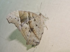 Melanitis leda
