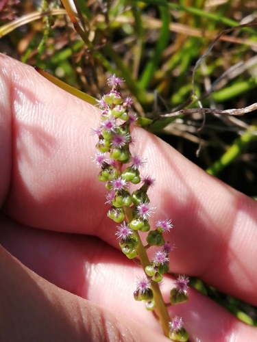 Triglochin bulbosa (Triglochin bulbosa)