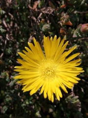 Lampranthus glaucus