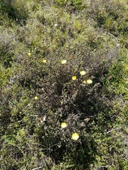 Lampranthus glaucus
