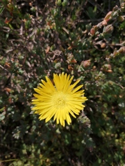Lampranthus glaucus
