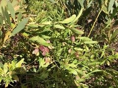 Billardiera cymosa