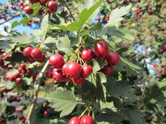 Crataegus ucrainica