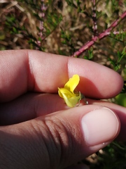 Crotalaria excisa excisa