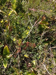 Crotalaria excisa excisa