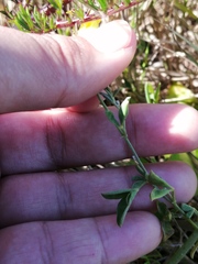 Crotalaria excisa excisa