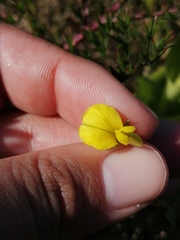 Crotalaria excisa excisa