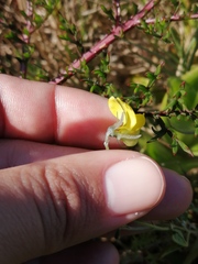 Crotalaria excisa excisa