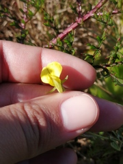 Crotalaria excisa excisa
